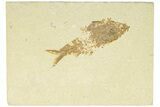 Fossil Fish (Knightia) - Wyoming #210028-1